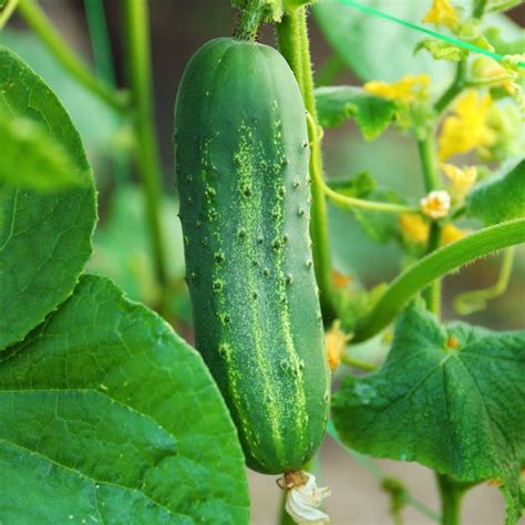 Seeds For Ashley Cucumber Cucumis Sativus Amkha Seed