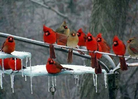 Cardinals In A Group Cardinal Birds Red Birds Colorful Birds