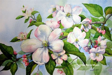 Apple Blossoms Watercolor Yvonne Pecor Mucci