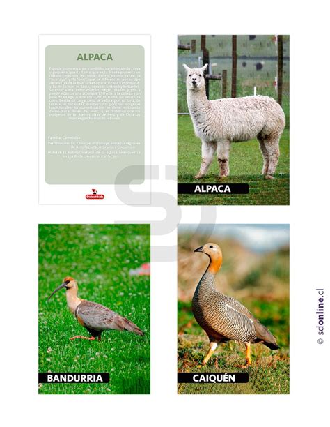 Láminas Conociendo Fauna De Chile