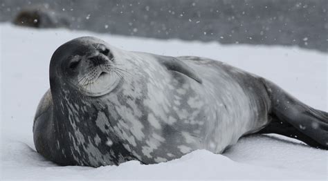 Are Seals Endangered In Antarctica Aurora Expeditions