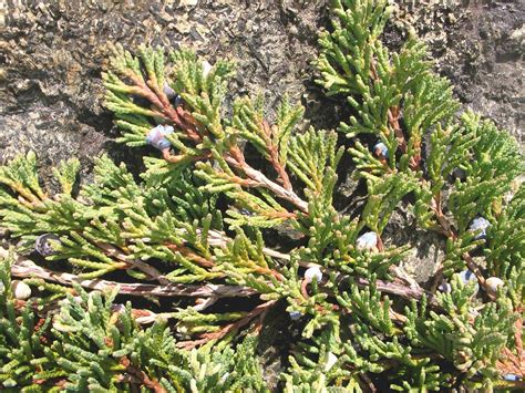 Bar Harbor Juniper Juniperus Horizontalis Bar Harbor From New England