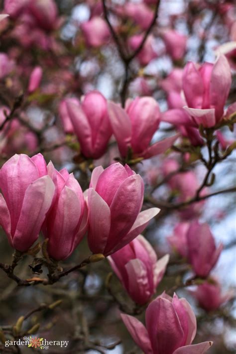 The Gardeners Guide To Growing A Magnolia Tree Garden Therapy