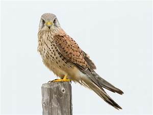 Kestrel Bird Facts Falco Tinnunculus Bird Fact