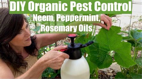 Organic Pest Control Spray For Your Vegetable Garden With Neem Oil