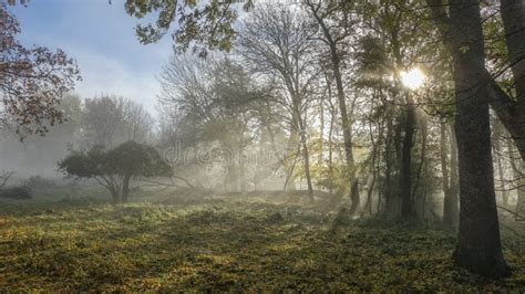 Sun Shines Through Thick Fog And Trees In Early Morning Forest Stock