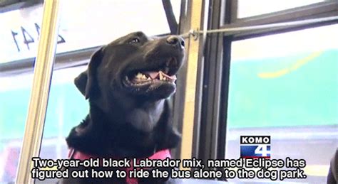 Huffingtonpostseattle Dog Figures Out Buses Starts Riding Solo To The