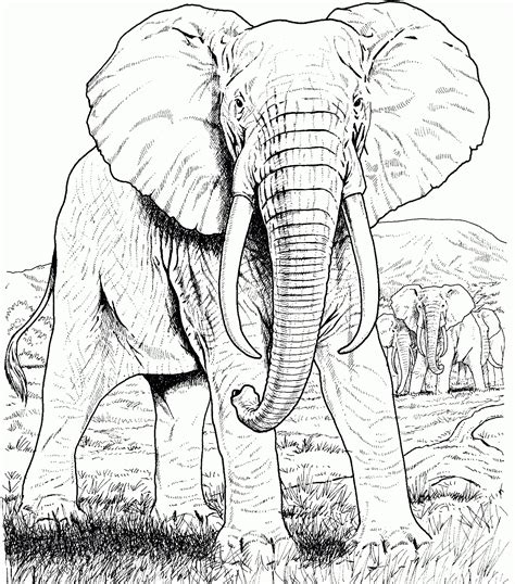 Elephant Coloring Pages For Adults Best Coloring Pages For Kids