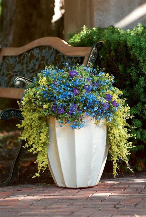 Apr 05, 2021 · annual flowers that do well in direct sun. Best Blue Flowers To Grow In Containers | Balcony Garden Web