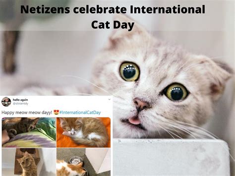 International Cat Day Happy Meow Meow Day Adorable Kitties Take