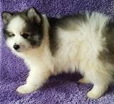 Find a good caucasian shepherd puppy for sale or adoption in the usa and canada! Pomsky Puppies For Sale | San Jose, CA #232678 | Petzlover