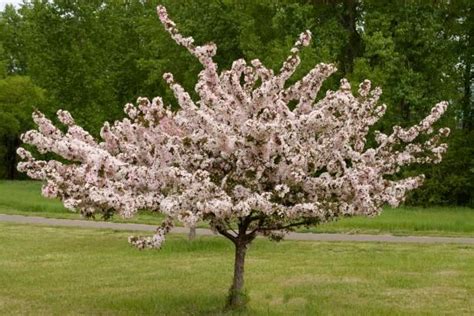 Learn All About Flowering Crabapple Trees Plus Get Expert Tips And