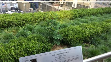 Anne Frank Tree Dedicated At Liberty Park Near World Trade Center