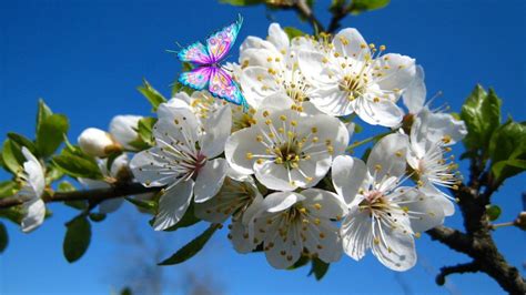 Весна И будет март | Plants, Attributes