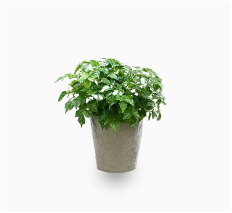 China Doll Plant Hello Shop Online