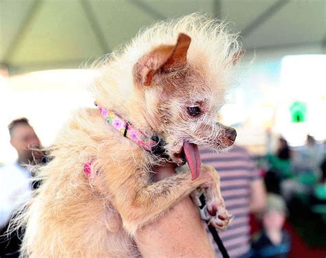 Worlds Ugliest Dog Contest Crowns A Winner