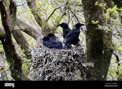 Raven Chicks Corvus Corax On A Nest In A Tree In Woodlands Stock Photo