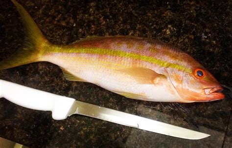 Yellowtail snapper for dinner with fresh vegetables from ...