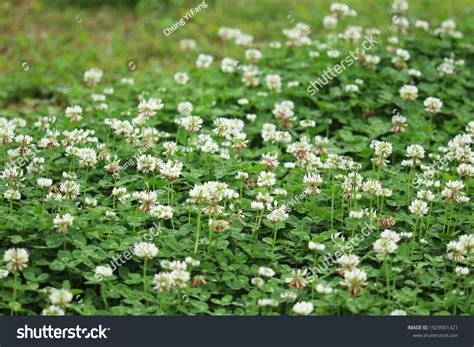 Trifolium Repens White Clover Herbaceous Perennial Stock Photo