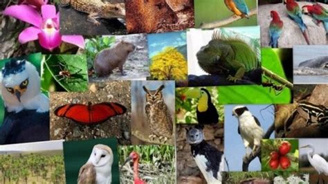 internacional de la diversidad biologica  de mayo