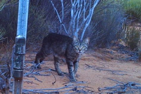 Australian Government Plans To Kill 2 Million Feral Cats