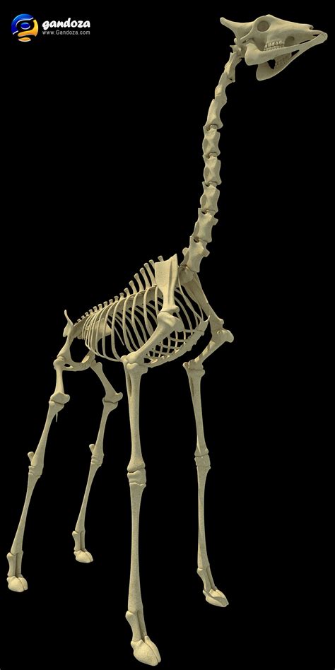 Giraffe Skeleton By Gandoza On Deviantart