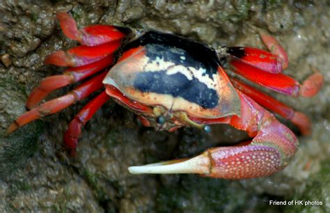 Photographic Wildlife Stories In Ukhong Kong Unfortunate Creatures