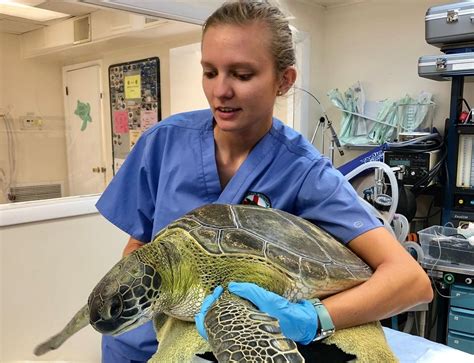 The Life Of A Sea Turtle Rehab Tech The Turtle Hospital Rescue
