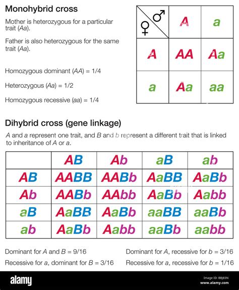 Punnett Squares Of A Monohybrid And A Dihybrid Cross Used To Represent