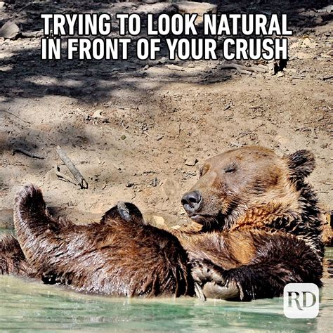 40 Funny Animal Memes Reader S Digest Photos