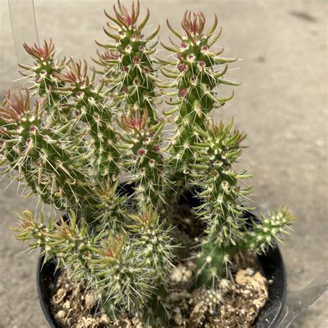 Mini Cholla Cactus Red (Cylindropuntia) - Tropicals/Houseplants ...