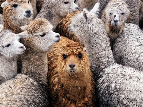 What Is a Group of Llamas Called
