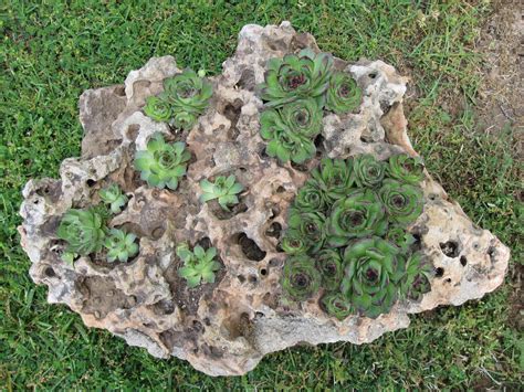 The Humble Abode Hens And Chicks In Rocks