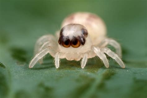 🔥 Cutest Spider 🔥 R Natureisfuckinglit