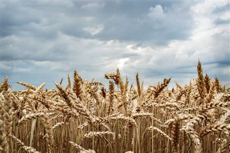 Wheat Field And Cloudy Sky Stock Image Image Of Farmer 121324083