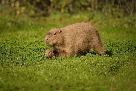 Tiny Capybara Explores With Mum At Chester Zoo Zooborns