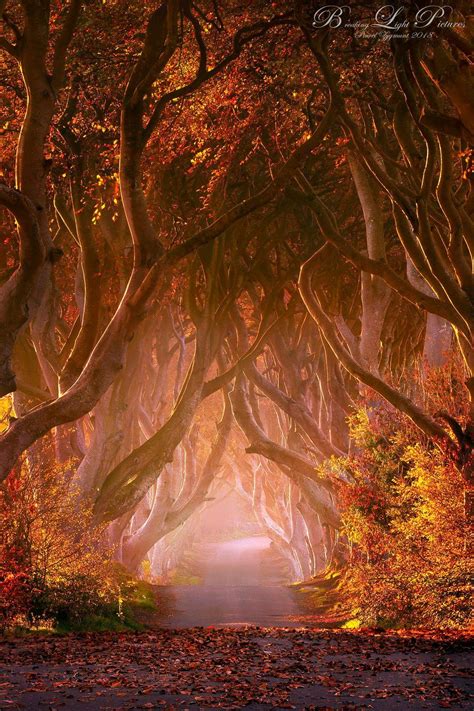 The Dark Hedges Northernireland In Autumn Not My Picture But