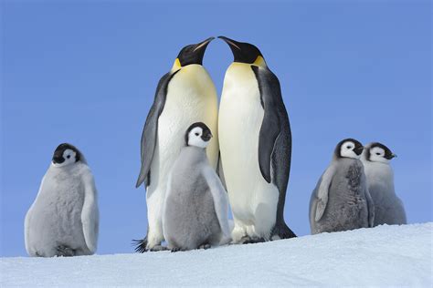 Baby Penguins Die As Record Low Antarctic Ice Stokes Extinction Risk