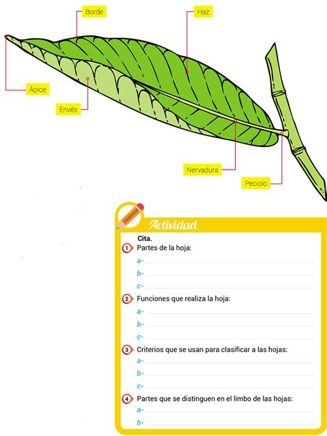 inestable Enmarañarse Gasto cual es la funcion de las hojas en las plantas Mentalidad Huracán