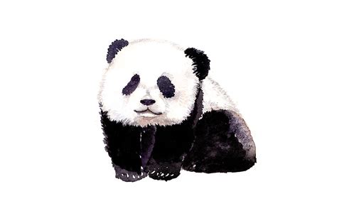 熊猫插画艺术插画near桑 原创作品 站酷 Zcool