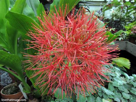 Find & download free graphic resources for spiky balls. Football lily | Sara's Fave Photo Blog