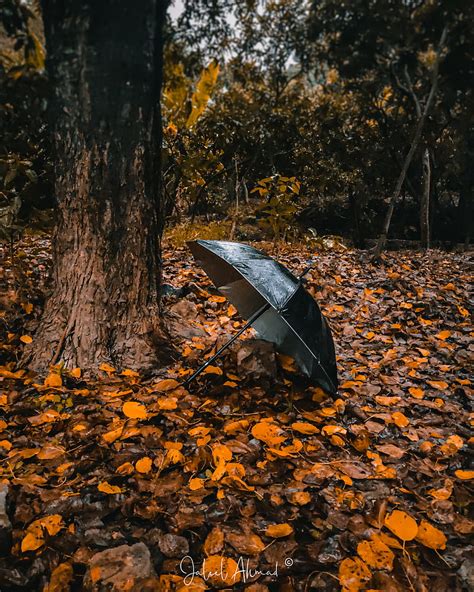 2k Free Download Fallen Leaves Aesthetic Autumn Black Dark Fall