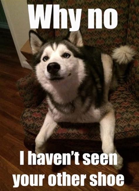 15 Irresistibly Funny Husky Memes The Dogman