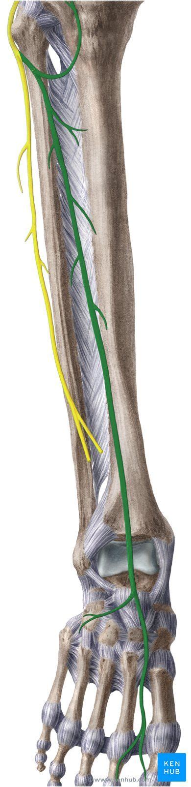 Common Fibular Nerve Common Fibular Nerve Nerve Anatomy Nerve