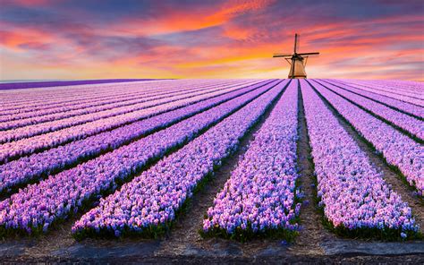 Stunning Field Of Flowers Pink Fields Free Wallpaper Collection Peapix