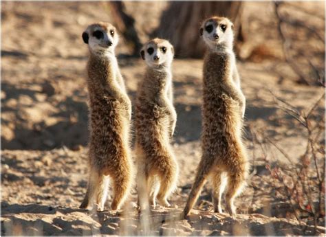 Interesting And Fun Facts About Meerkats Page 2 Animal Encyclopedia