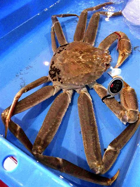 Snow Crab Fetches Record Amount At Auction