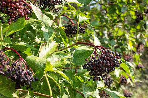How To Harvest And Preserve Elderberry Gardeners Path