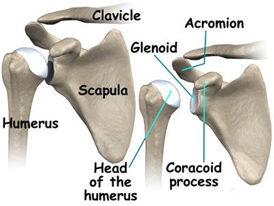 Each vertebra has a hole in it. Shoulder Joint Anatomy: Parts and Functions | New Health ...
