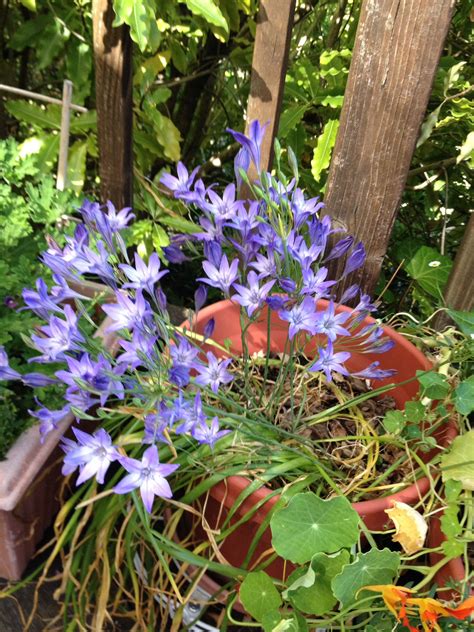 Check spelling or type a new query. Spring Star flower- Iphelon uniflorum | Flower garden ...